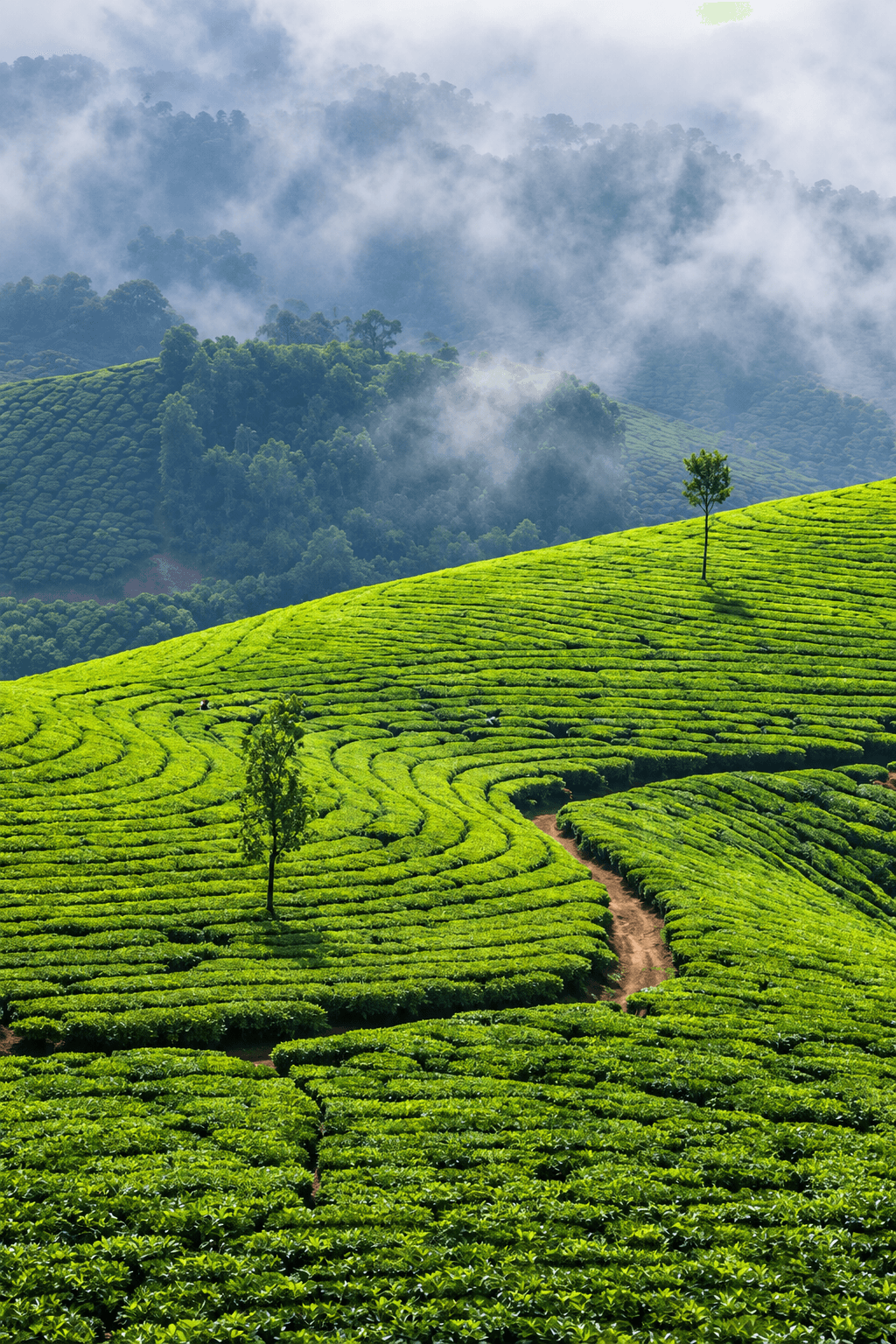 Kochi to Varkala Tour Package- Our Best 6 Nights/7 Days Itinerary with Best Price
